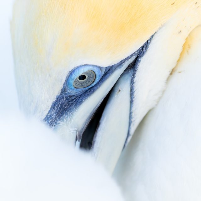 Gannet, Muriwai beach | Tākapu