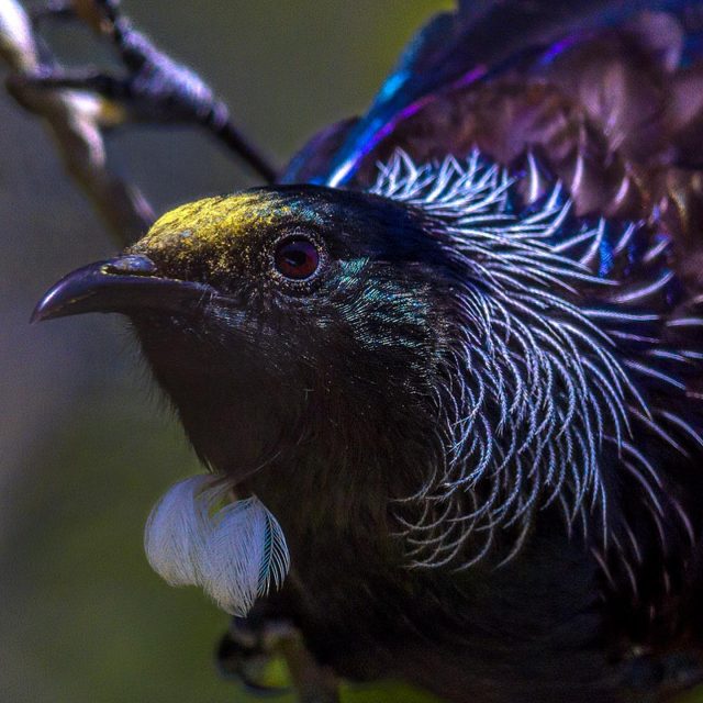 Tūī portrait