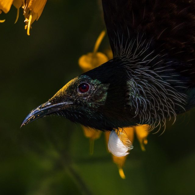 Tūī in flowering kōwhai