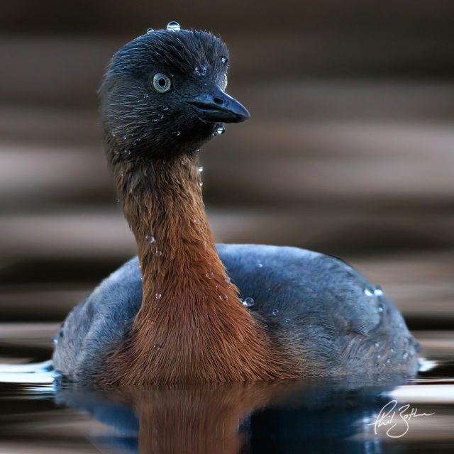 Dabchick | Weweia