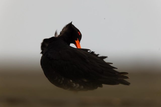 Oystercatcher | Tōrea, Whatipu