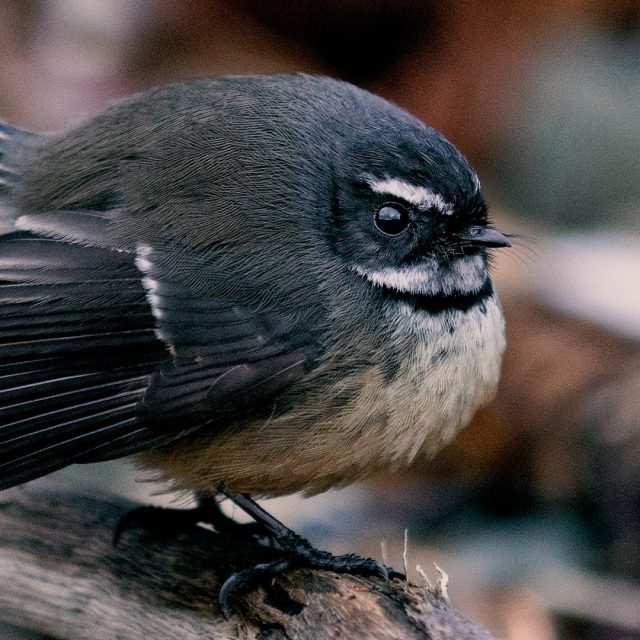 Fantail fluffed up | Pīwakawaka