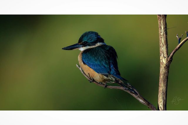 Kingfisher | Kōtare