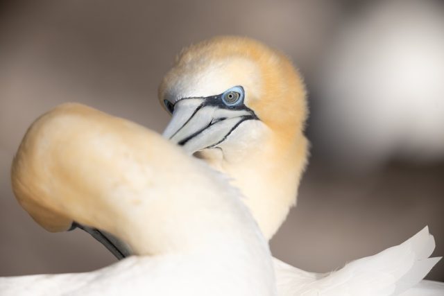 Gannet eye detail | Tākapu