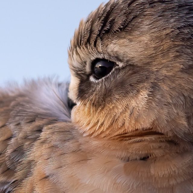 Dotterel eye at sunrise | Tūturiwhatu
