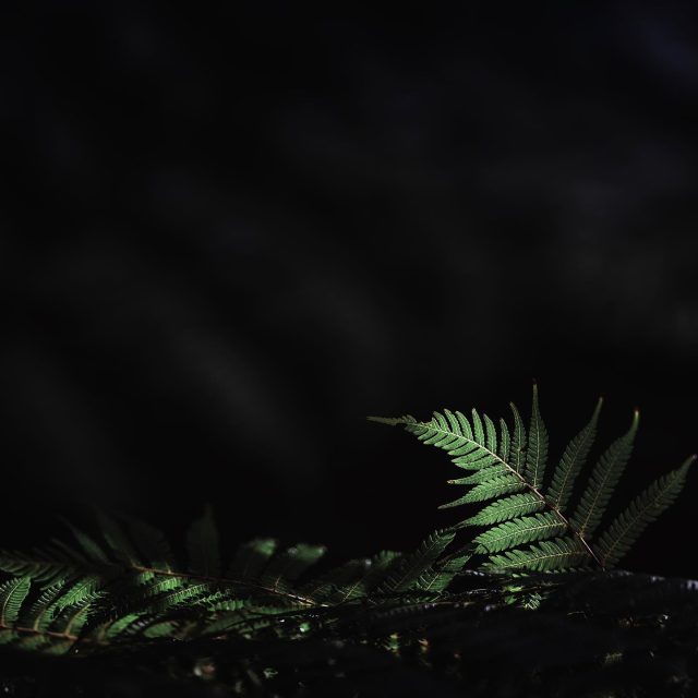 Fern in the dark