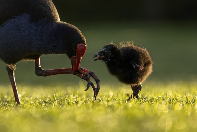 Pūkeko chick