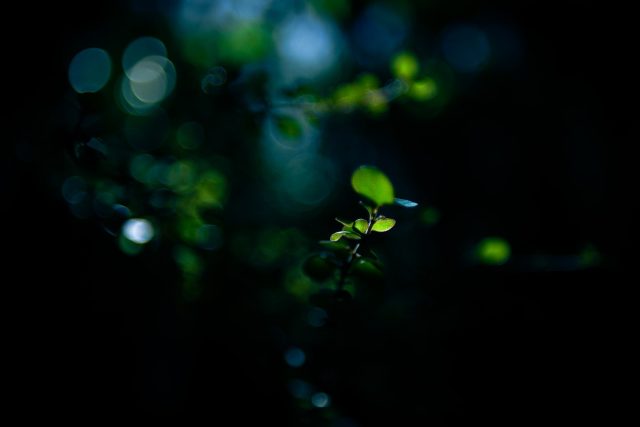 Bush light, Huia