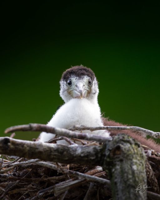 Shag chick on the nest