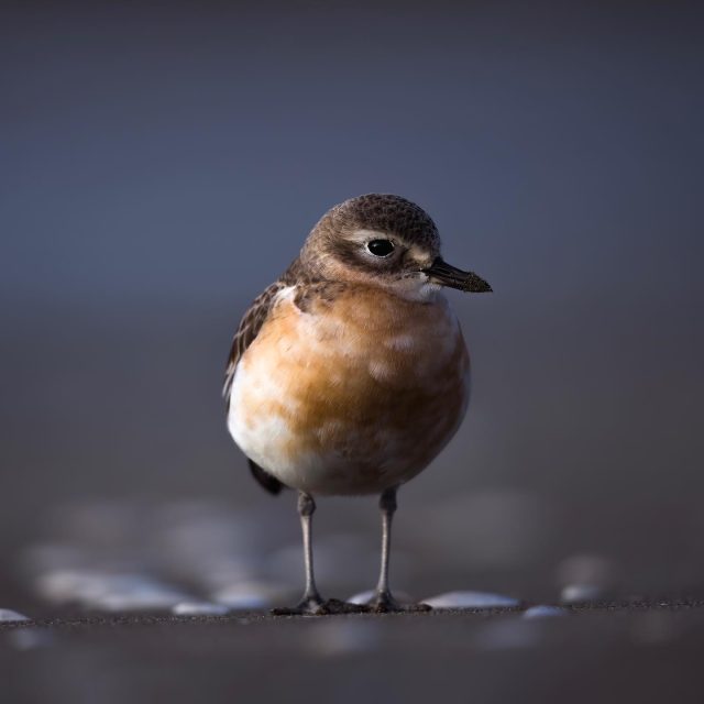 Dotterel | Tūturiwhatu