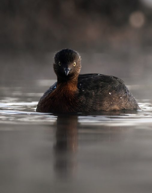 Dabchick | Weweia in the mist