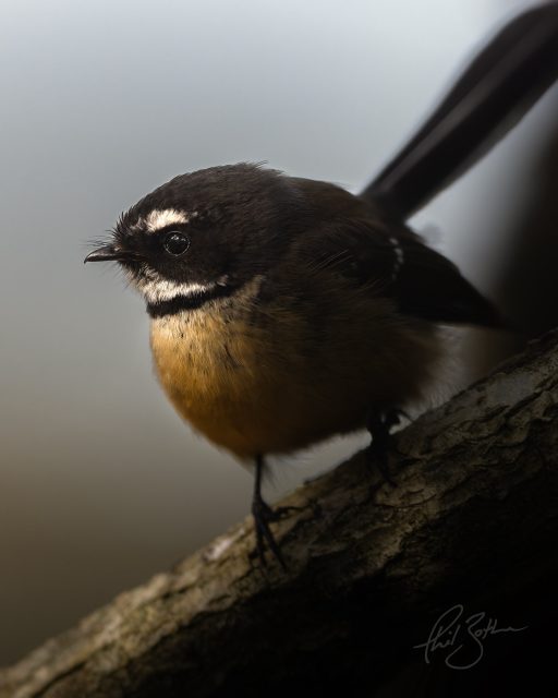 Fantail in the light | Pīwakawaka