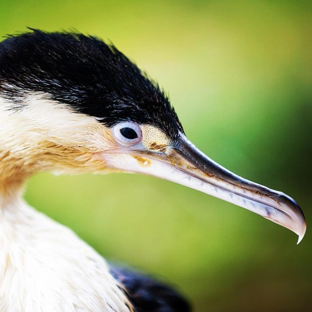 Cormorant | Kawau