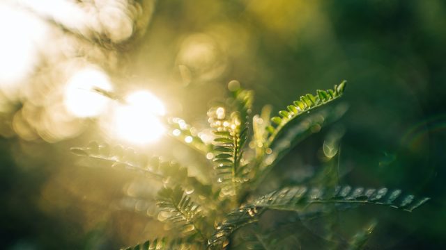 Sunrise through the leaves