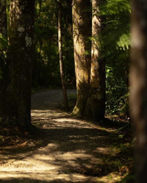 Evening light in the Waitakere Ranges
