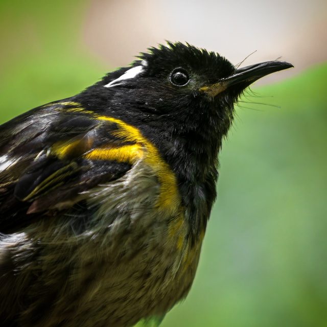 Hihi | Stitchbird