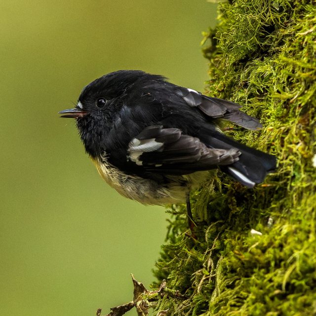 Miromiro | Tomtit, Milford Sound