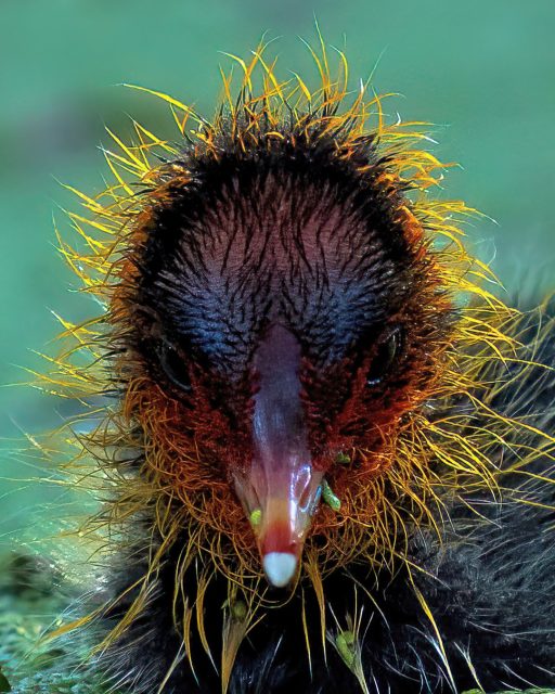 Coot chick, a few days old
