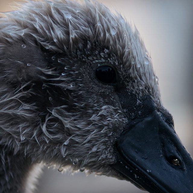 Mute swan cygnet at dusk