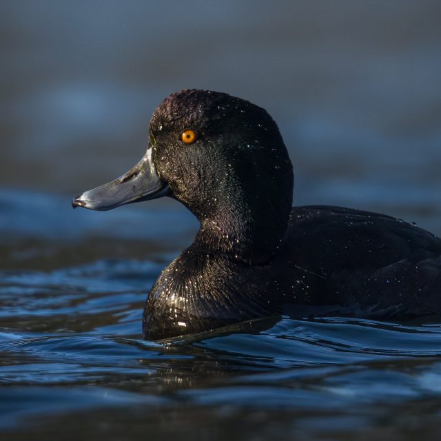 New Zealand scaup | Pāpango