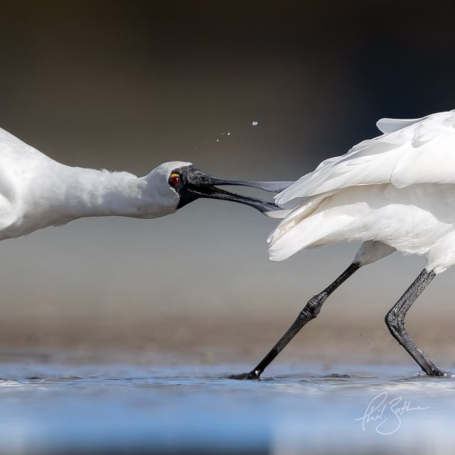 Royal spoonbill | Kōtuku ngutupapa