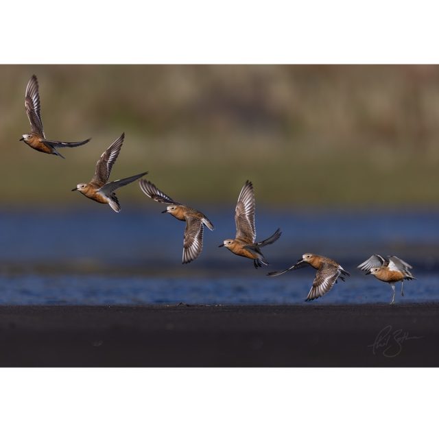 Dotterel at Karekare | Tūturiwhatu