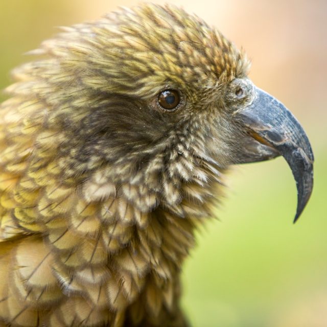 Kea
