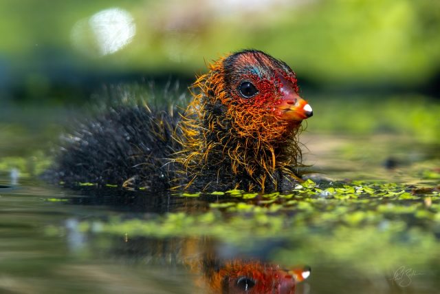 Coot chick close up
