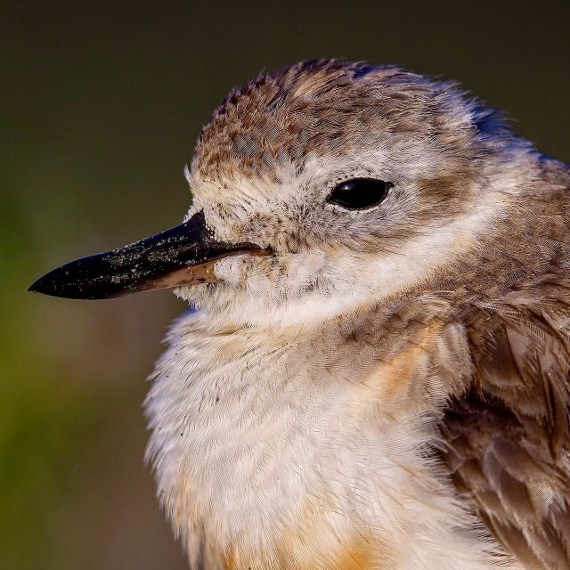 Dotterel at Waiwera | Tūturiwhatu