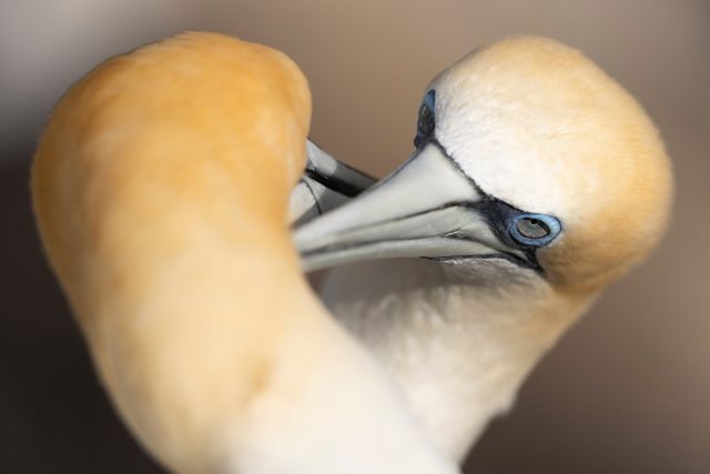 Gannet pair | Tākapu