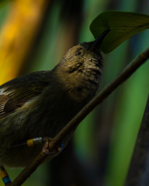 Hihi | Stitchbird, female