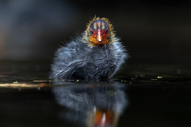 Coot | Wild child
