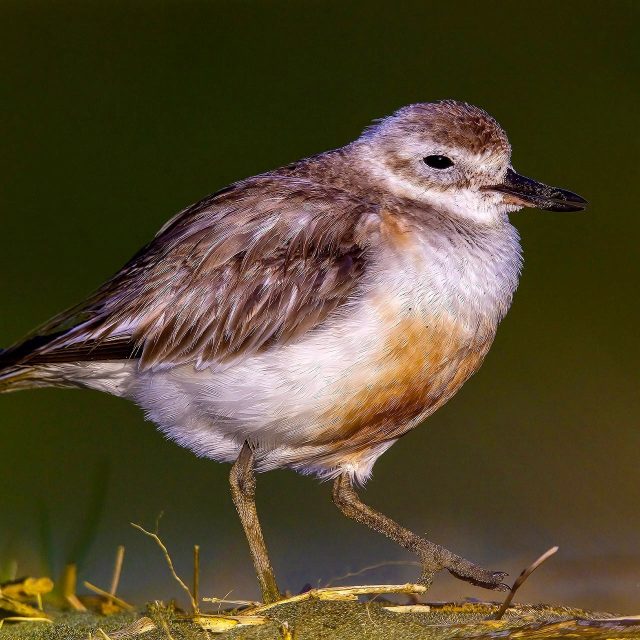 Dotterel on the beach | Tūturiwhatu