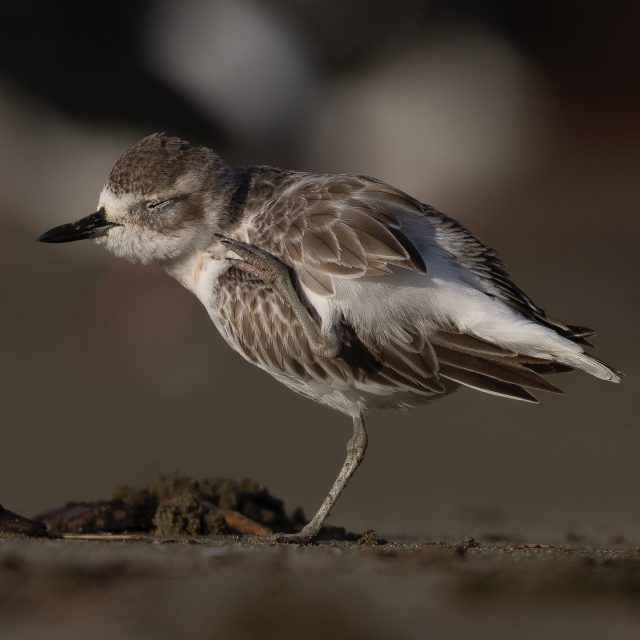 Dotterel scratching | Tūturiwhatu