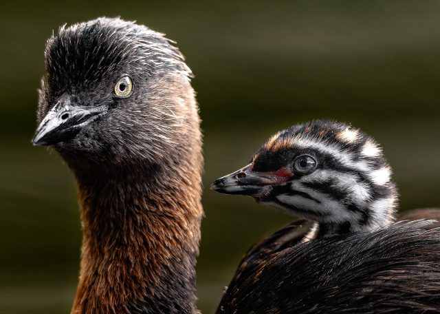 New Zealand dabchick and chick | Weweia