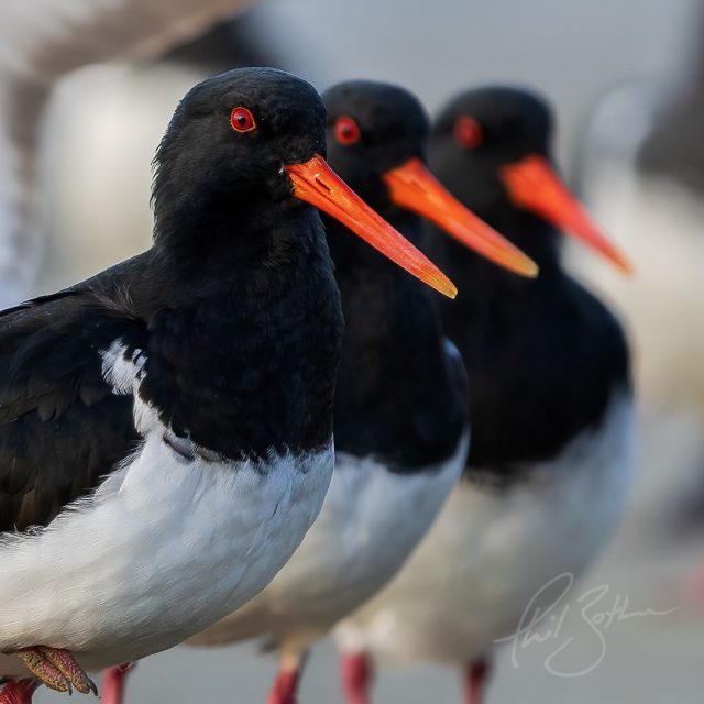 Oystercatchers | Tōrea pango
