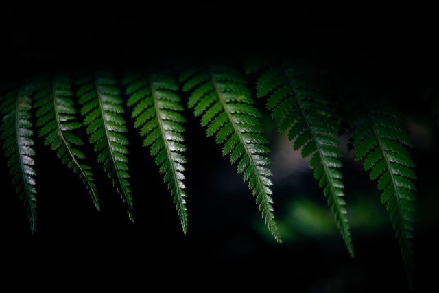 Whekī, New Zealand rough tree fern, Huia