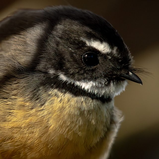 Fantail portrait | Pīwakawaka