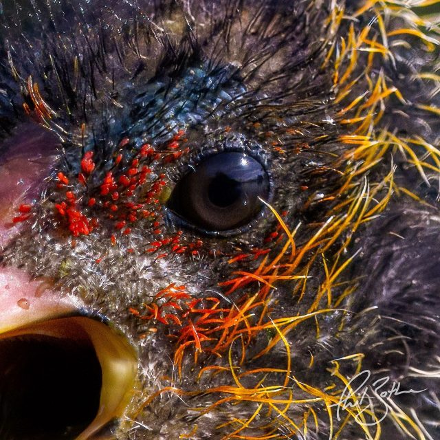 Coot chick