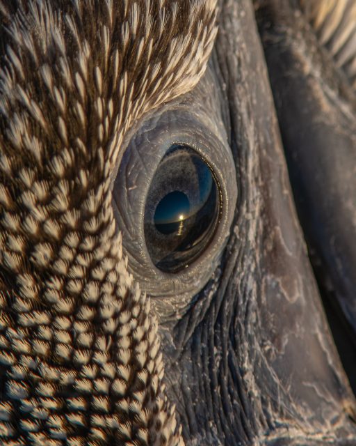 Tākapu | Australasian gannet juvenile, Muriwai
