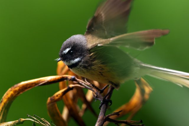 Pīwakawaka | Fantail, Waitakere ranges